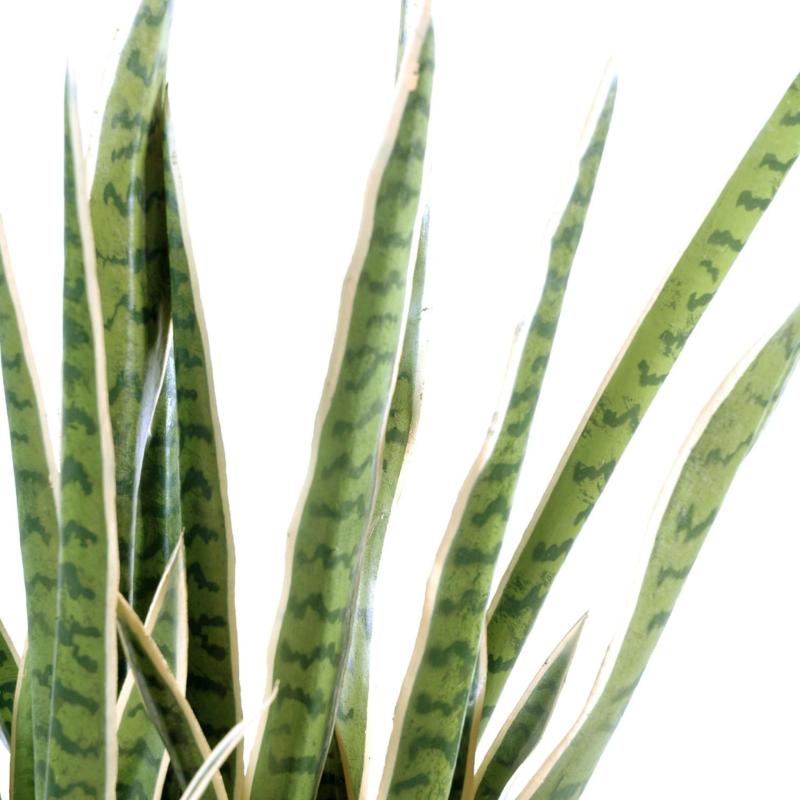 Sansevieria Artificiel
