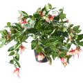 Fuchsia Artificiel Chute*306