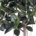 Rubber Plant TREE Artificiel