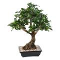 Bonsai Artificiel Ficus en Coupe