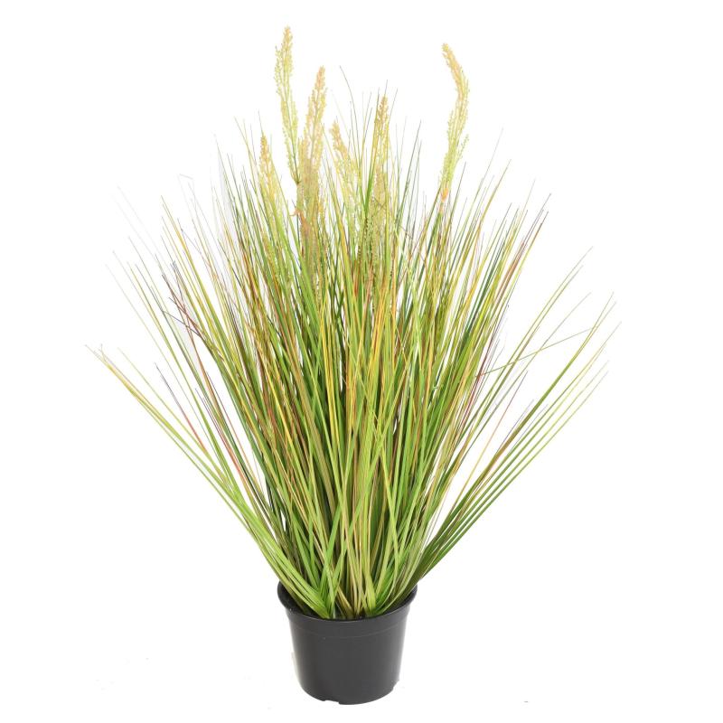 Onion Artificiel Grass Graine