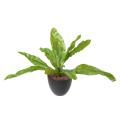 Asplenium L Artificiel