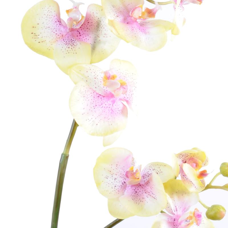 Phalaenopsis Artificielle L*12