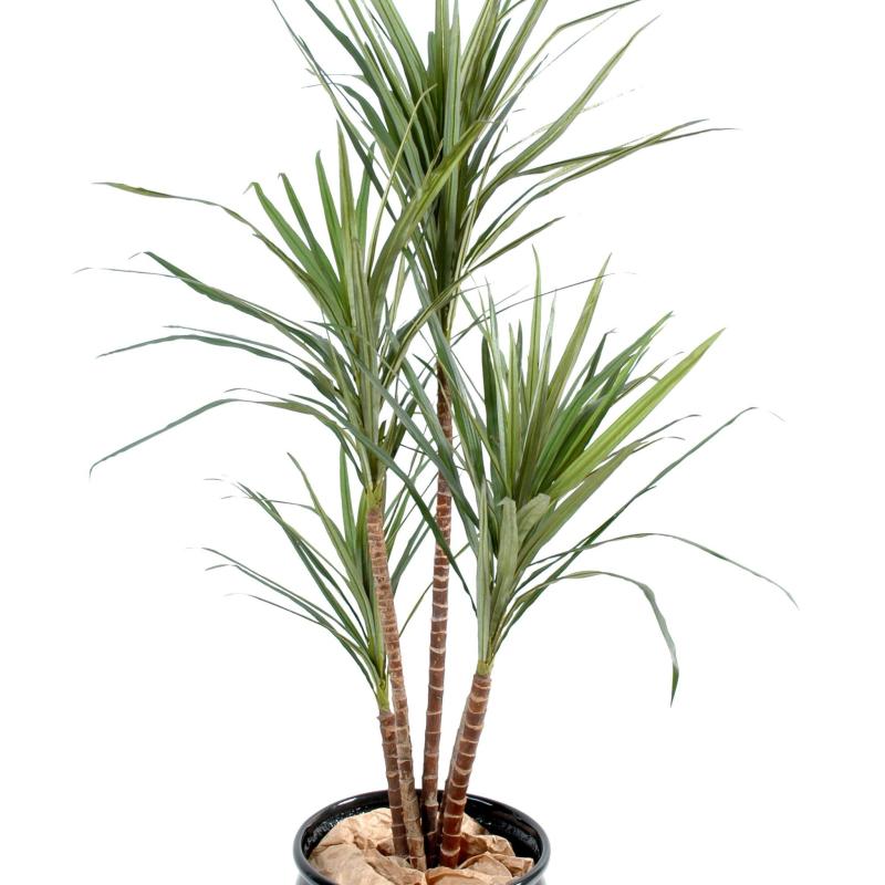 Dracaena Artificiel Marginata