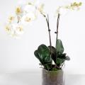 Phalaenopsis Artificielle Vase Rond