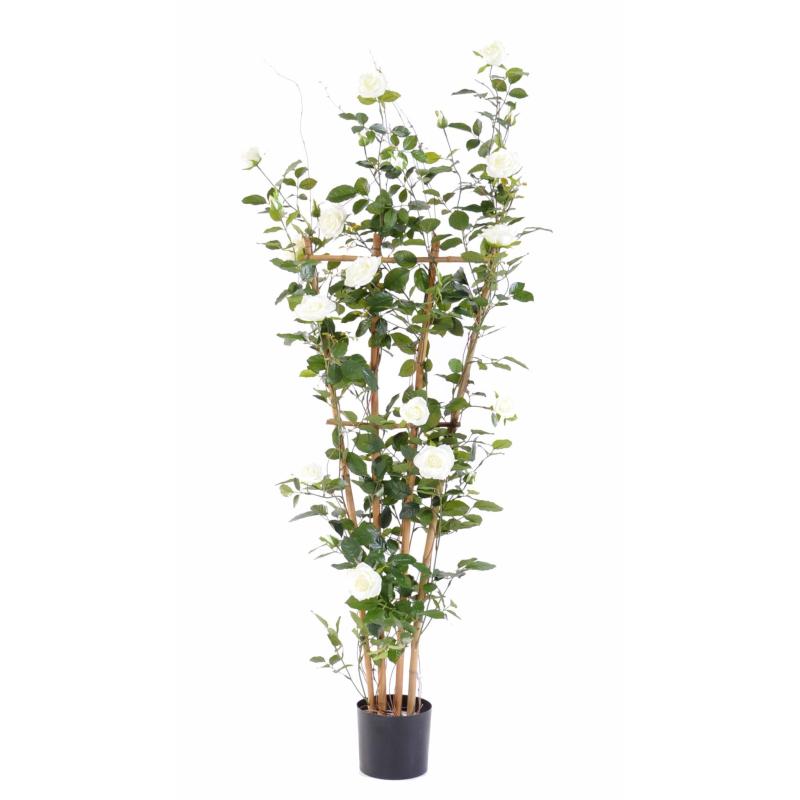 Rosier Artificiel Royal Palissade