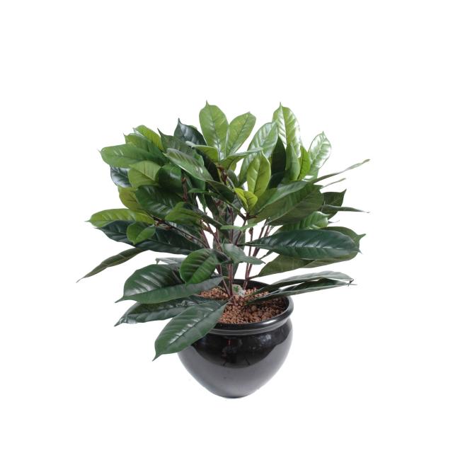 Cyathistipula Artificiel Pot