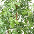 Choisya Artificiel TREE PLAST 180 UV