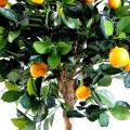 Oranger Artificiel Tete