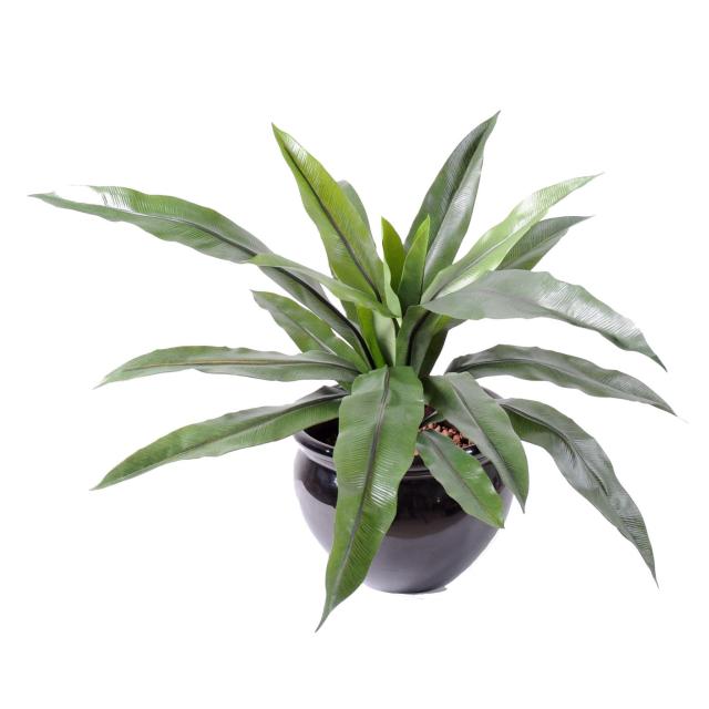 Asplenium Artificiel *15