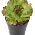 Aloe Artificielle Soft