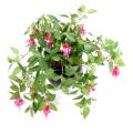 Fuchsia Artificiel Chute*306