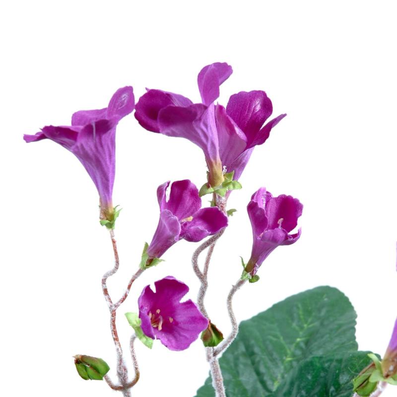 Streptocarpus Artificiel