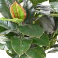 Rubber TREE Artificiel