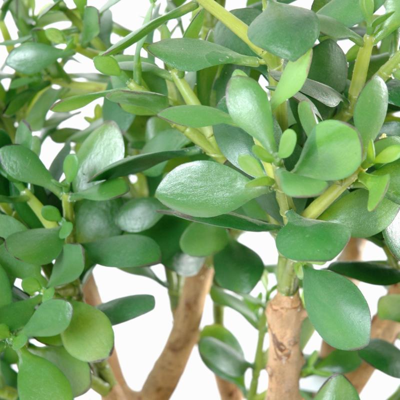 Crassula Artificiel Large