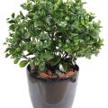 Peperomia Artificiel PLAST Buisson