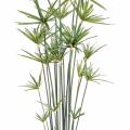 Papyrus Artificiel Alternifolius
