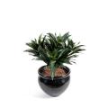 Dracaena Artificiel Fragans Mini Piquet