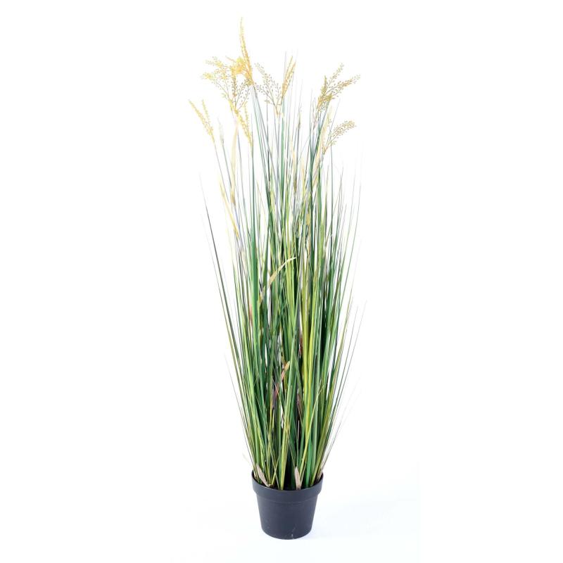Papyrus Artificiel Scirpus Validus