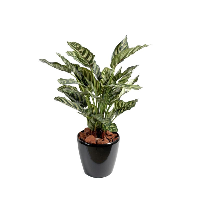Maranta Artificiel Calathea Makoyana*40f