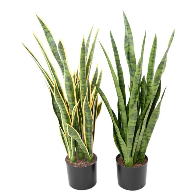Sansevieria Artificiel