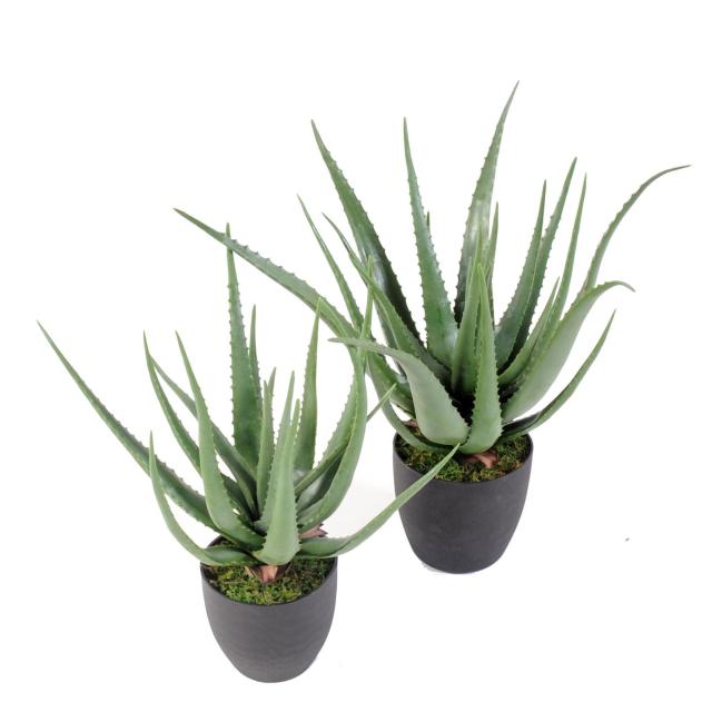 Aloe Artificielle