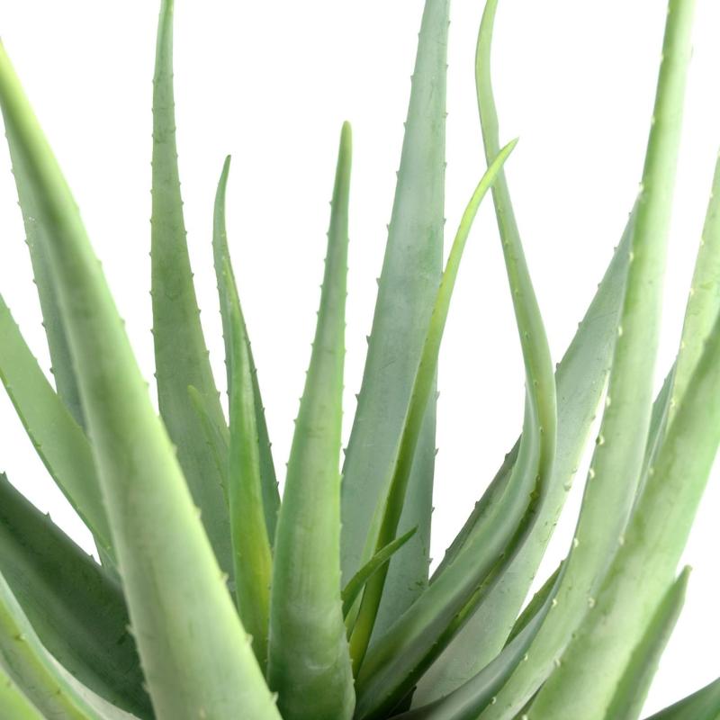 Aloevera Artificielle