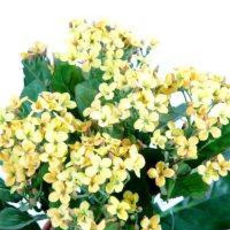 Kalanchoe Artificiel