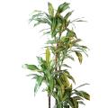 Dracaena Artificiel Fragrans *4