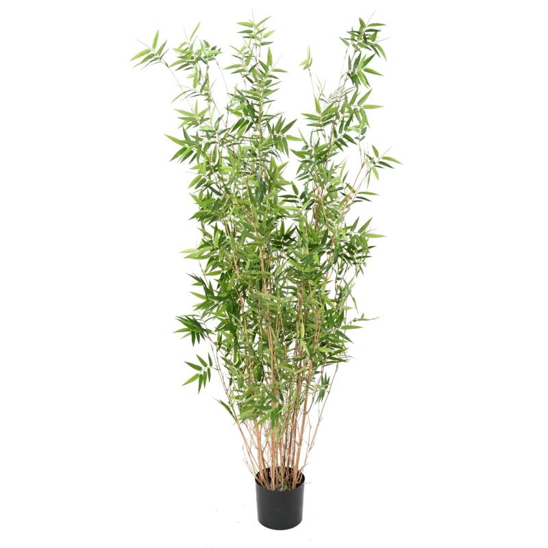 Bambou Multitree Oriental