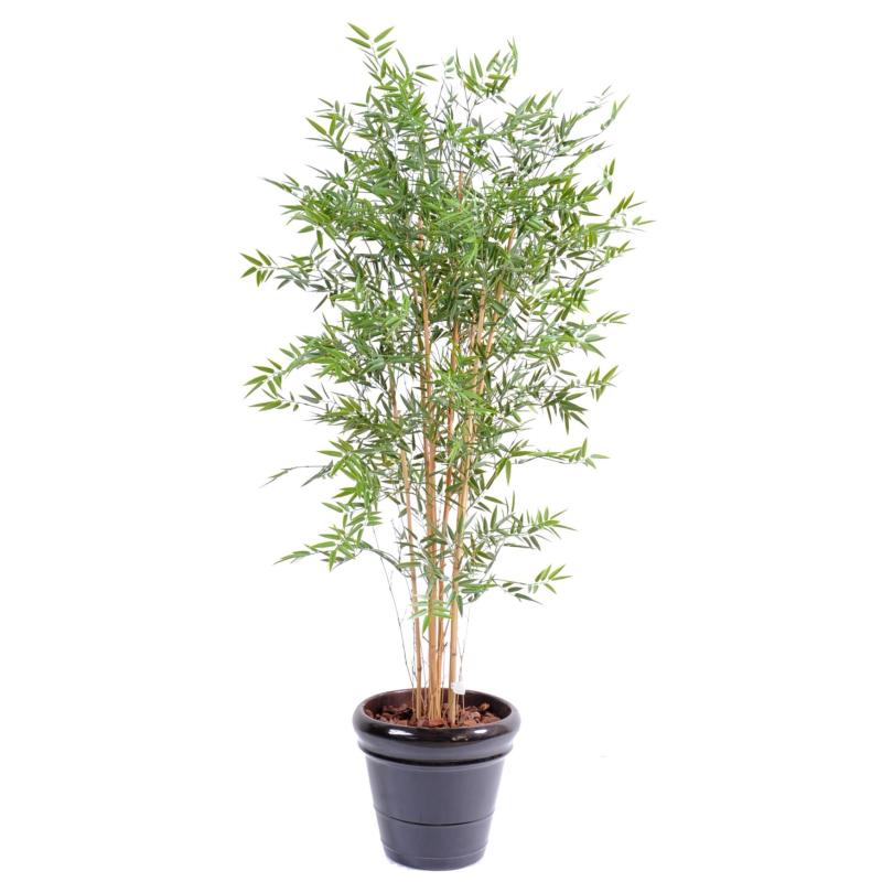 Bambou Japanese PLAST UV