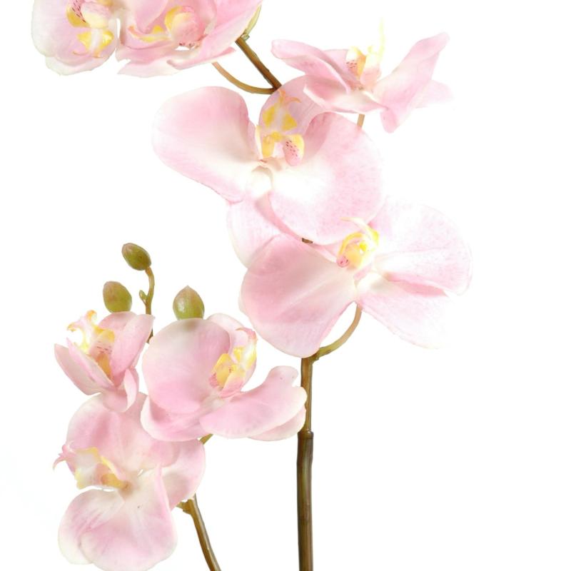 Phalaenopsis Artificielle L*12