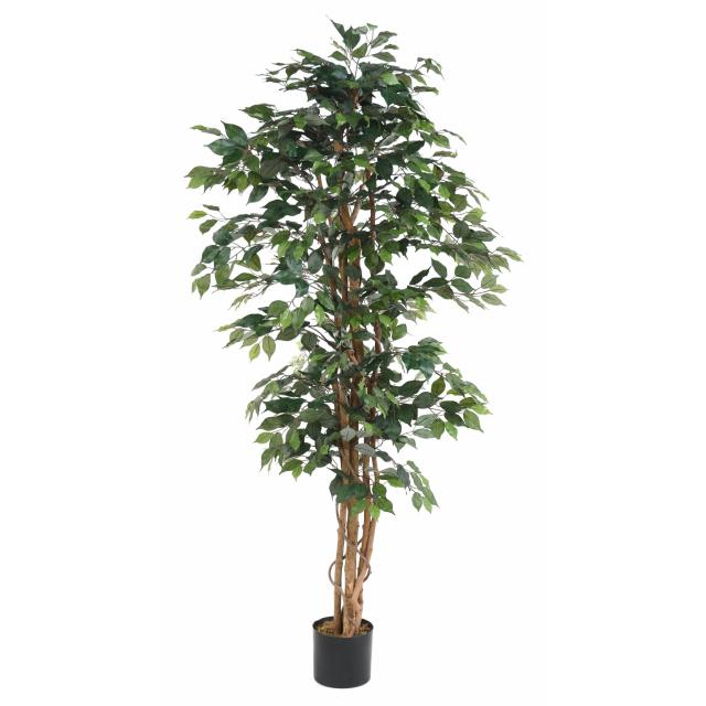 Ficus Artificiel Multitroncs