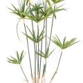 Papyrus Artificiel Alternifolius
