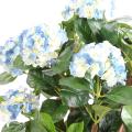Hortensia Artificielle Buisson