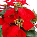 Poinsettia Artificiel 9 Fleurs Rouge