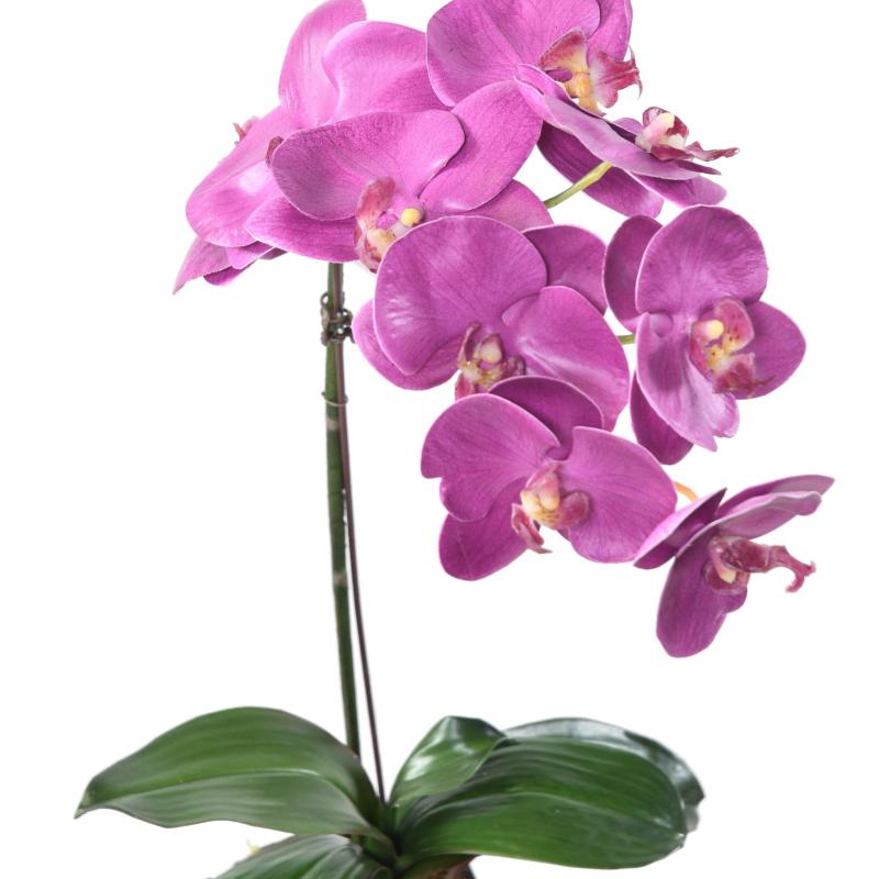 Phalaenopsis Artificielle Motte 60
