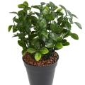 Berberis Artificiel