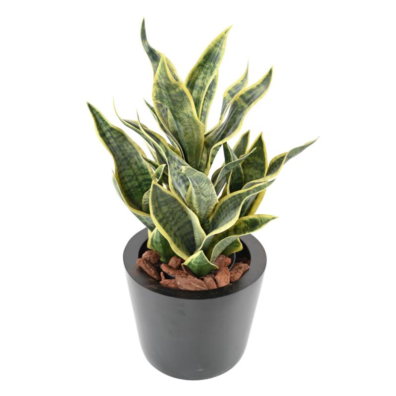Sansevieria Artificiel Masoniana 66