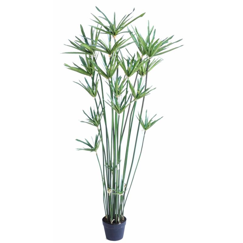 Papyrus Artificiel Alternifolius