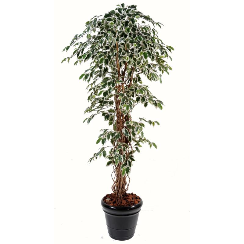 Ficus Artificiel Lianes GF