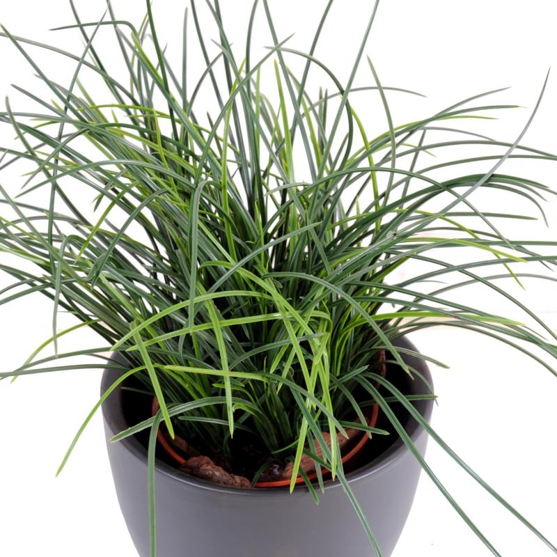 Herbe Artificielle Fine Pot