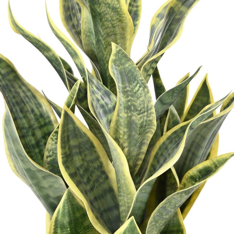 Sansevieria Artificiel Masoniana 66