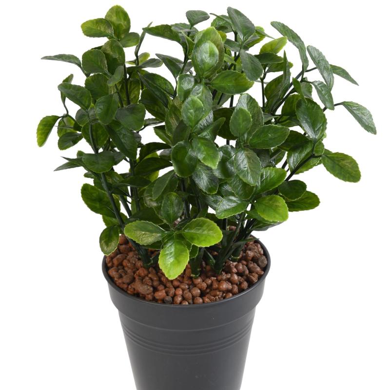 Berberis Artificiel