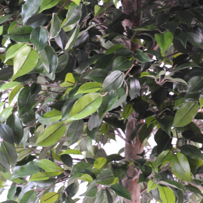 Ficus Artificiel Natasja TREE