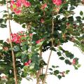 Bougainvillée Artificiel Root