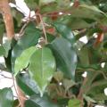 Ficus Artificiel Tronc Simple GF