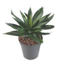 Agave Artificielle 36