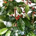 Cafeier Artificiel Fleurs Troncs Noueux