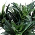 Dracaena Artificiel Fragans Mini Piquet